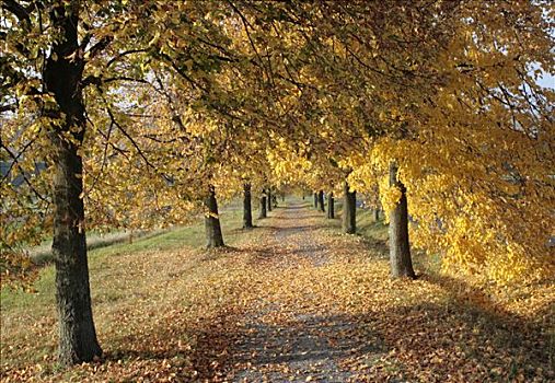 酸橙树,道路,黑森公园,黑森州,德国