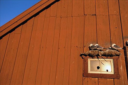 三趾鸥,墙壁,挪威