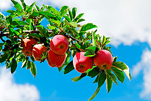 红色,成熟,苹果,苹果树,枝条,蓝天背景