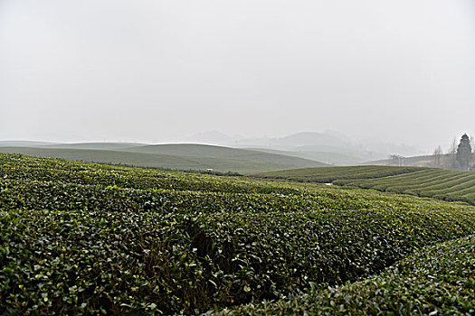 贵州省湄潭县万亩茶海