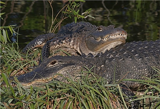 鳄鱼,佛罗里达大沼泽