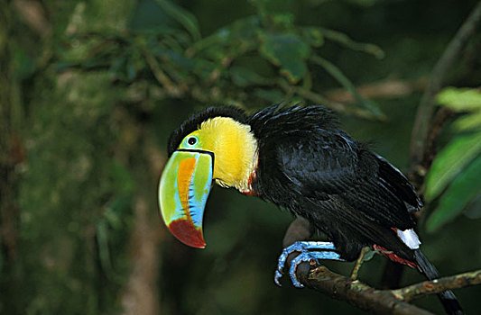 巨嘴鸟,枝头,哥斯达黎加