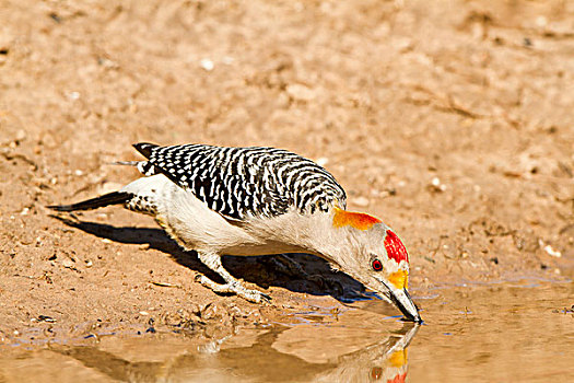啄木鸟,雄性,饮用水,德克萨斯