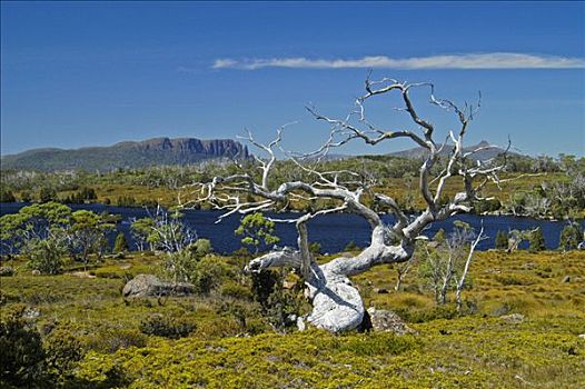 风景,奥弗兰,摇篮山,国家公园,塔斯马尼亚,澳大利亚