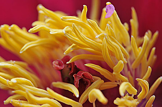 特写,粉色,头状花序,黄色,雄蕊