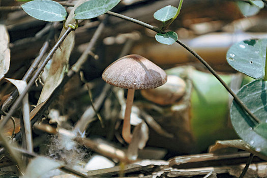 南山风景蘑菇