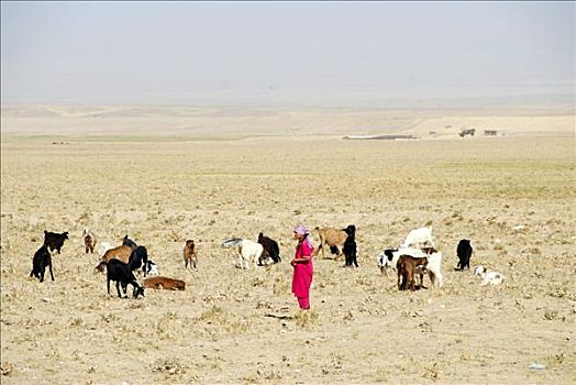 年轻,牧人,女人,山羊,干燥,草原,乌兹别克斯坦