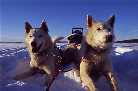 雪橇狗,休息,雪地,雪撬,背景