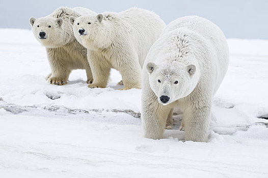 女性,北极熊,一对,幼兽,走,觅食,区域,北极圈,国家野生动植物保护区,阿拉斯加
