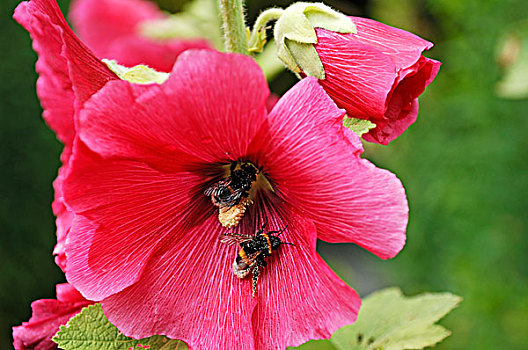 两个,大黄蜂,熊蜂,遮盖,花粉,蜀葵