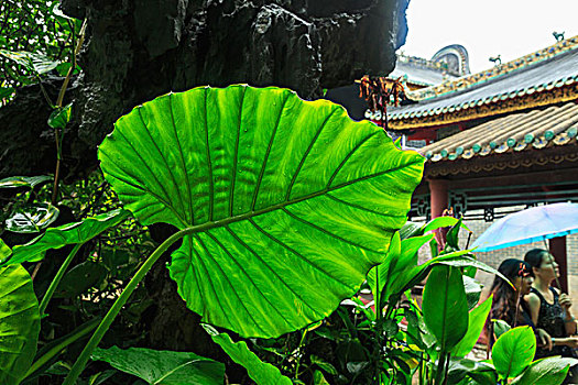 芋头,植物,象耳,芋,佛山,庙宇,靠近,广州