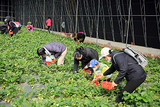 山东省日照市,春光明媚草莓红,休闲采摘好时节