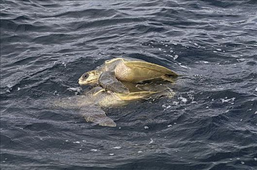 绿海龟,龟类,濒危,哥斯达黎加