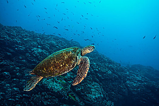 绿海龟,龟类,岛屿,哥斯达黎加,北美