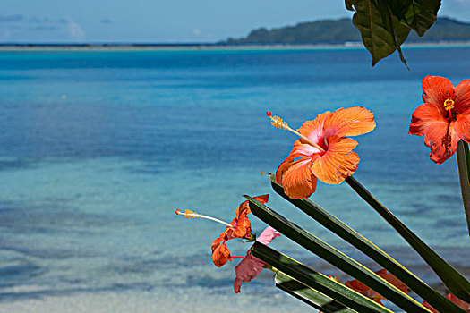 美拉尼西亚,所罗门群岛,岛屿,乡村,艺术,放置,木槿,花,海滩