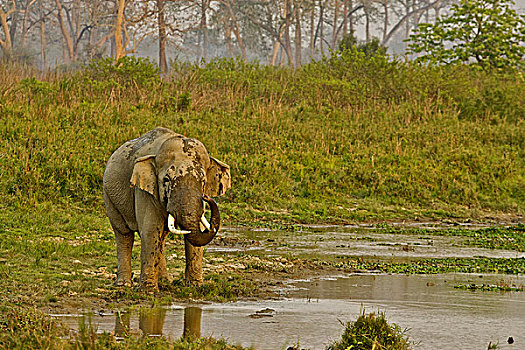亚洲,亚洲象,象属,水坑,卡齐兰加国家公园,阿萨姆邦,印度
