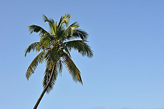 椰树,手掌,海地,加勒比,中美洲