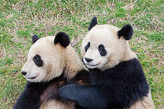 卧龙自然保护区,大熊猫,搂抱