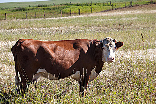 一个,母牛,土地,艾伯塔省,加拿大