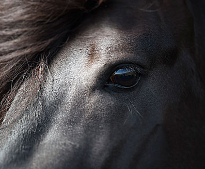 冰岛,黑色,种马