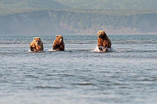 三个,褐色,大灰熊,棕熊,捕鱼,海洋,阿拉斯加,美国