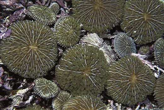 蘑菇,珊瑚,一起,浅水,印度尼西亚