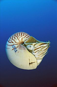 鹦鹉螺,珊瑚海,澳大利亚