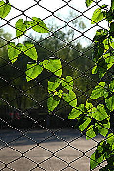 铁网上的绿叶