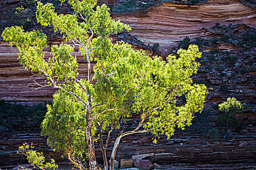 树,正面,岩石构造,环,卡巴里国家公园,西澳大利亚州,澳大利亚