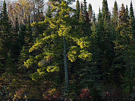 树,树林,杂乱无章,湖,木头,安大略省,加拿大