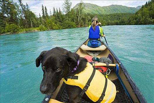 女人,短桨,独木舟,黑色拉布拉多犬,狗,救生衣,基奈,河,肯奈半岛,阿拉斯加