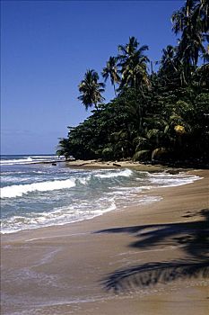 干盐湖,热带沙滩,棕榈树,靠近,波多黎各,国家公园,曼萨尼约,加勒比海,海岸,哥斯达黎加,中美洲