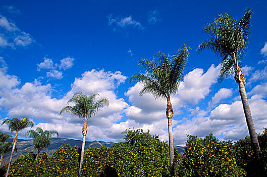 棕榈树,橘林,蓝天,云,山谷,加利福尼亚