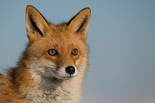 红狐,狐属,头像,莱茵兰普法尔茨州
