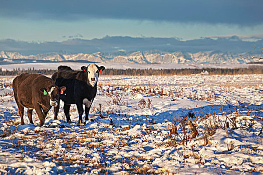牛,站立,雪地,山峦,背景,卡尔加里,艾伯塔省,加拿大