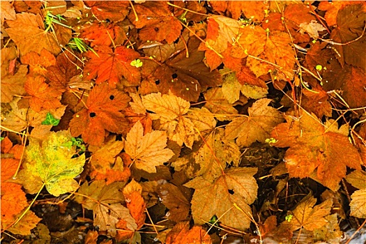 橙色,秋叶,自然,秋天,背景