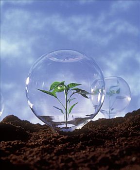 植物保护,幼小植物,玻璃,圆顶