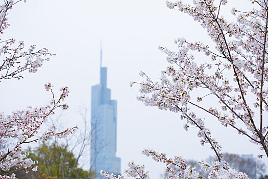 大厦,樱花,春季
