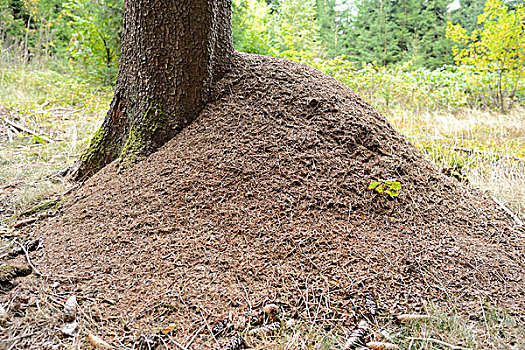 蚁冢,在基地,树,上普法尔茨,巴伐利亚,德国