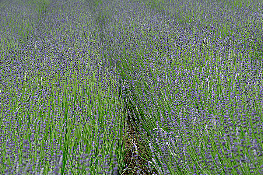 日本北海道薰衣草花海