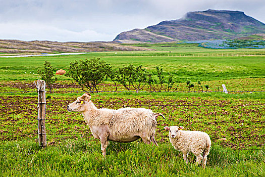 绵羊,羊羔,草地,冰岛,欧洲