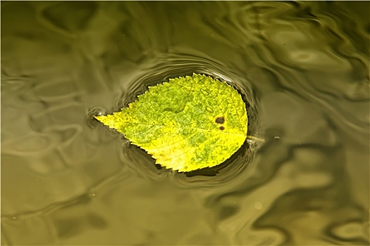 黄叶,水上