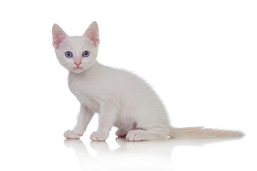 可爱,白色,小猫,蓝眼睛