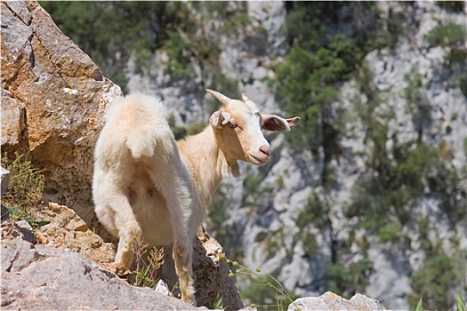山羊,欧洲,阿斯图里亚斯,西班牙