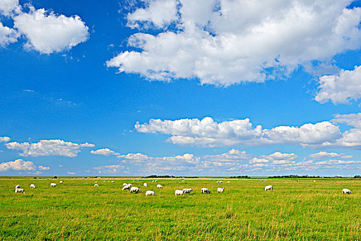 绵羊,埃德施泰茨,半岛,石荷州,德国