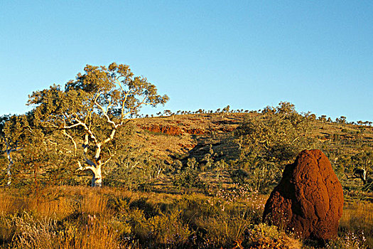 桉树,灌木丛,风景,蚁丘,卡瑞吉尼国家公园,西澳大利亚,澳大利亚