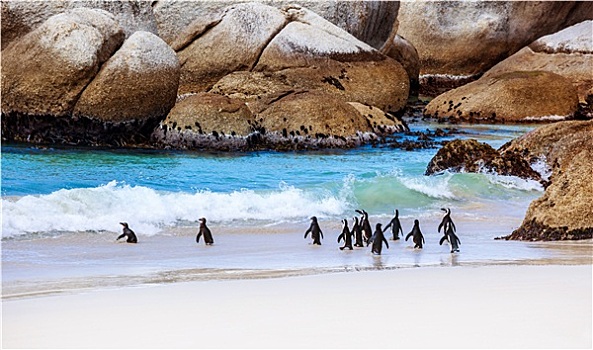 野生,南非,企鹅