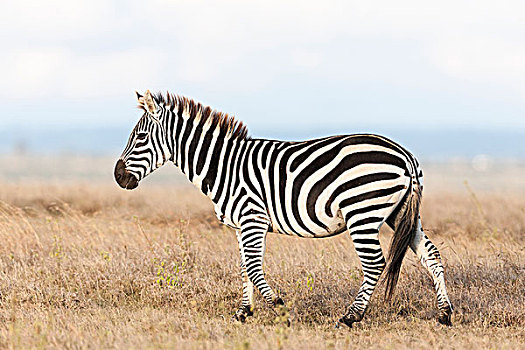 平原斑马,斑马,马,禁猎区,肯尼亚,非洲