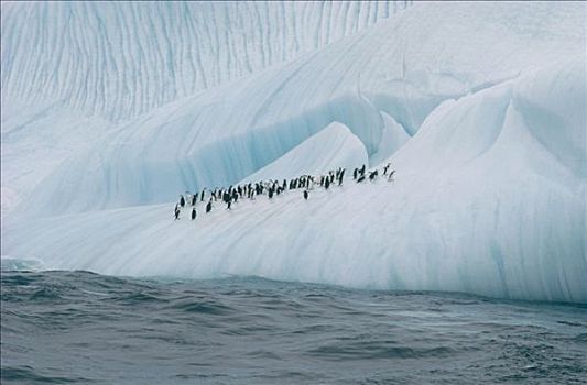 帽带企鹅,南极企鹅,群,冰山,半岛,南极