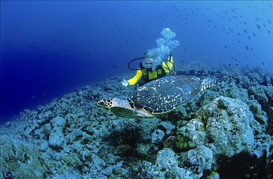 潜水者,海龟,北方,马累环礁,马尔代夫,印度洋